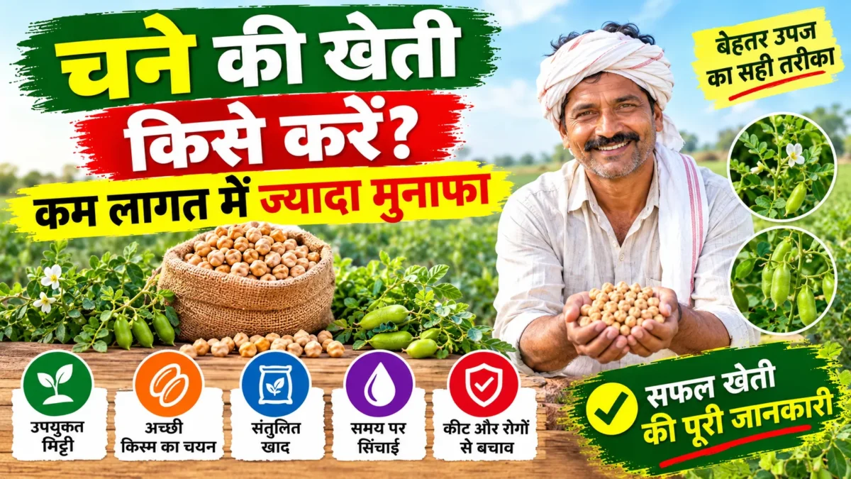 Chana Ki Kheti: बंपर पैदावार के लिए बुआई का सही समय, बीज दर, उन्नत किस्में और खाद-खरपतवार नियंत्रण